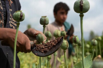 وضعیت فروش تریاک در افغانستان/ کشاورزان و قاچاقچیان ضرر کردند